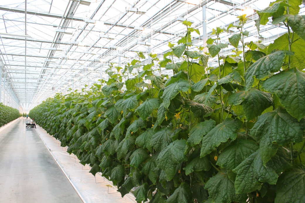 С вводом нового тепличного комплекса в Топках самообеспеченность региона овощами составит 54%