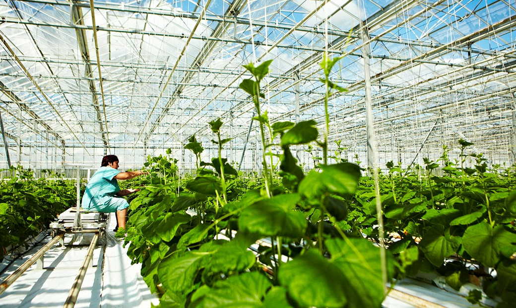 Тепличные овощи и зелень в КуZбассе будут выращивать по бережливым технологиям