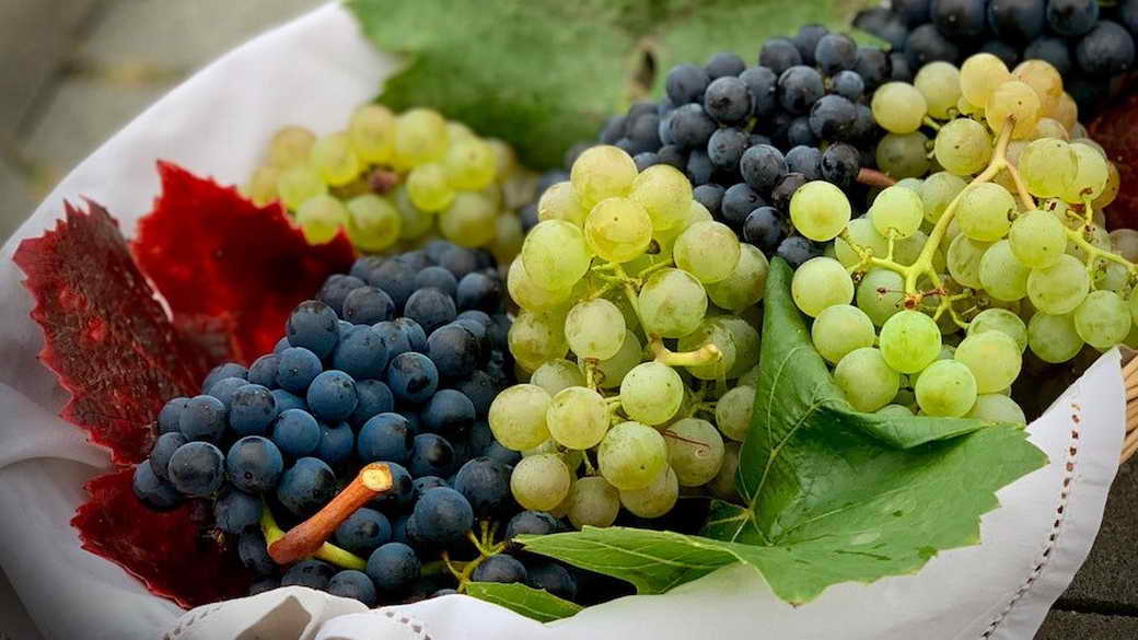 Изучено влияние винограда на продолжительность жизни