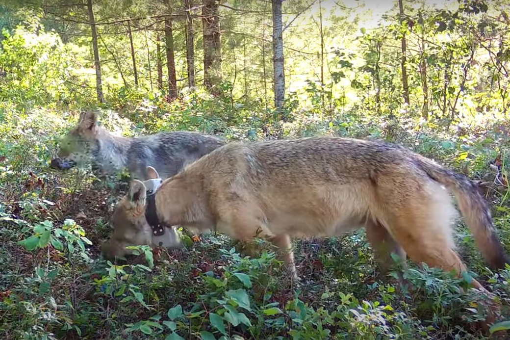 Зоологи сняли на видео, как волки едят чернику с куста