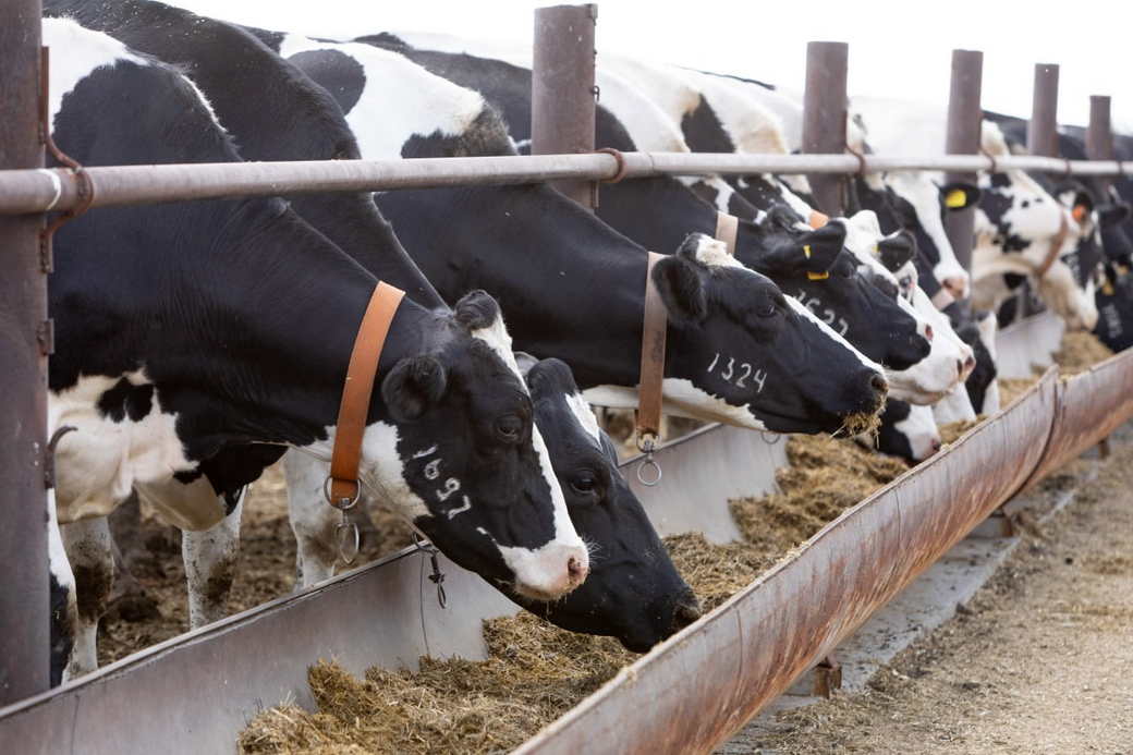 В КуZбассе направят 5,3 млрд рублей на модернизацию животноводческих ферм и молочного производства