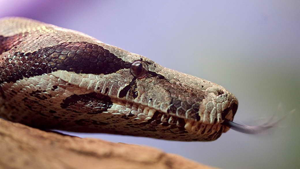 Терапевт объяснил, как вести себя при встрече со змеей на природе