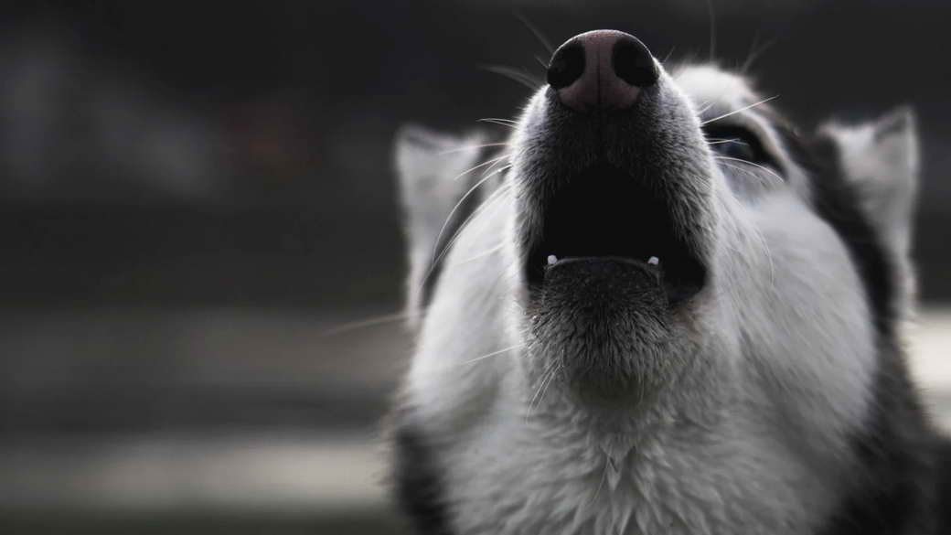Почему собаки воют, когда рядом кто-то умирает?