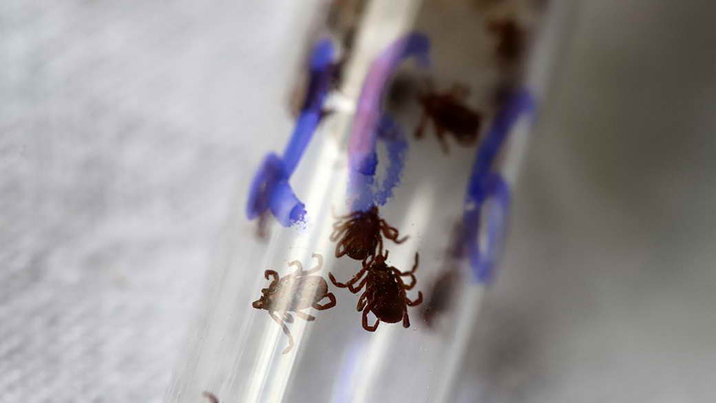 Российские ученые открыли новые опасные виды клещей, которые переносят чуму
