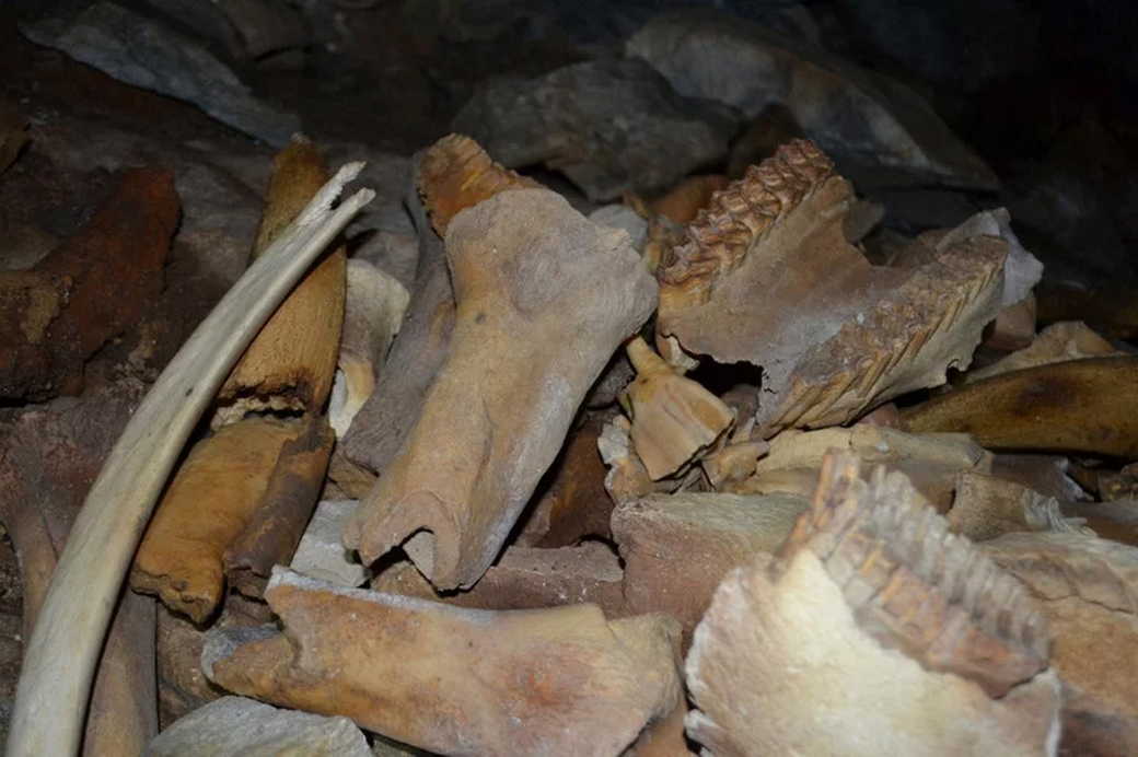 В Хакасии обнаружили крупнейшее в Азии логово пещерных гиен