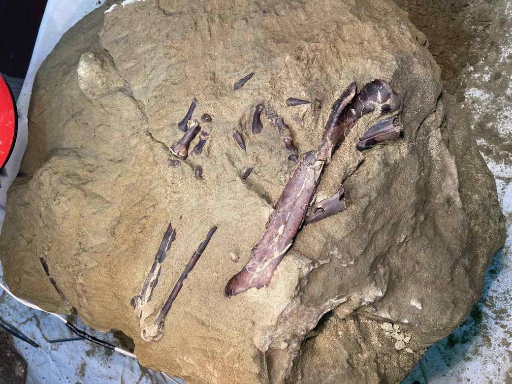 На территории КуZбасса впервые в России найдены окаменелости хищного динозавра мелового периода