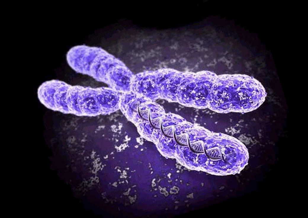 Ученый объяснил, что будет в случае исчезновения Y-хромосомы
