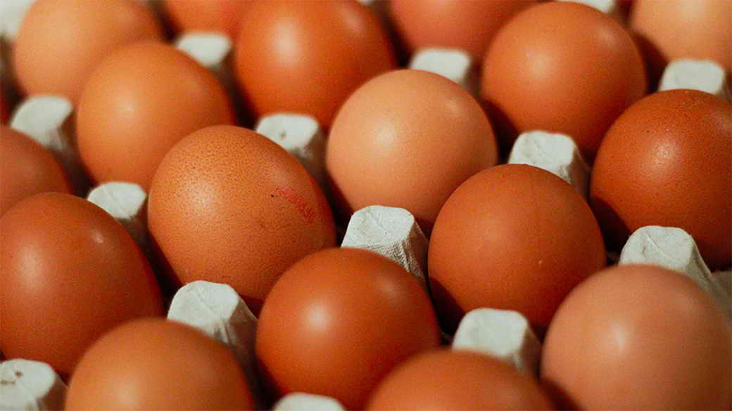 Белоруссия в 2024 году нарастила поставки куриных яиц в РФ почти вдвое