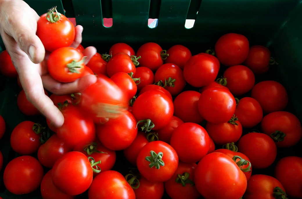 СМИ: российский завод томатной пасты сообщил о нехватке семян помидоров