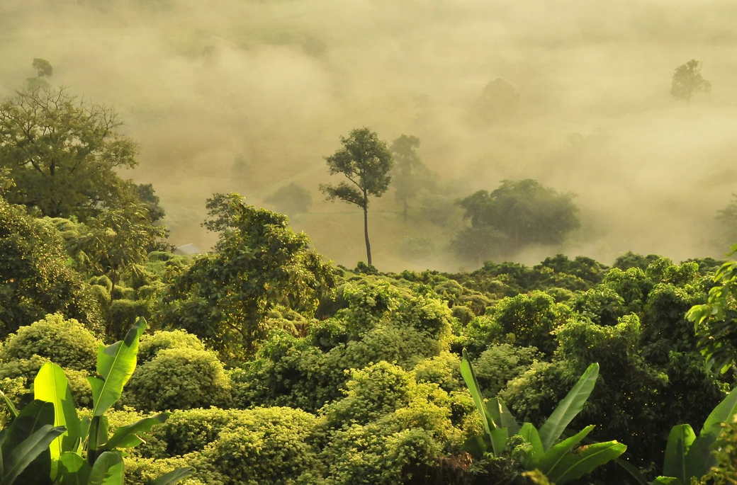 Возможности тропических лесов по спасению климата оказались преувеличены