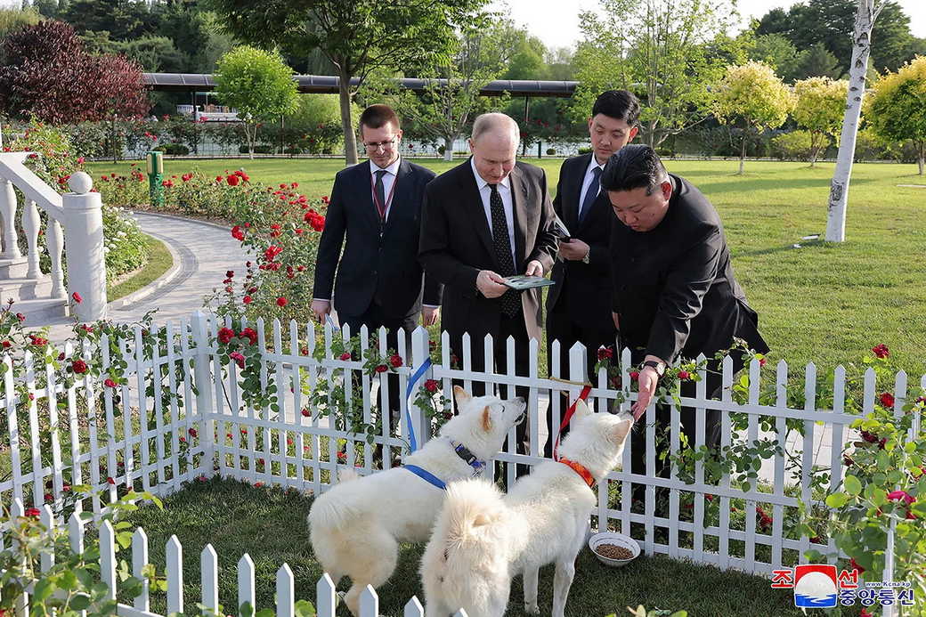 Песков рассказал об адаптации собак, подаренных Путину Ким Чен Ыном