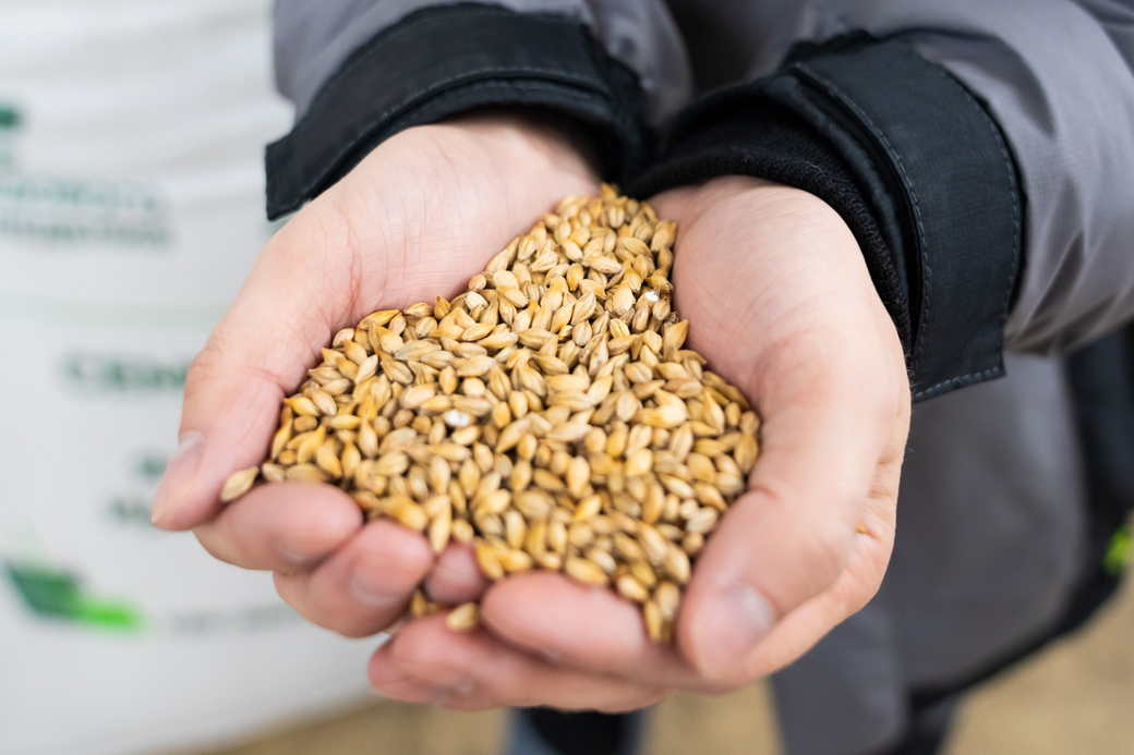 Нацпроект помог аграриям Кузбасса увеличить производство семян пшеницы, гороха и ячменя