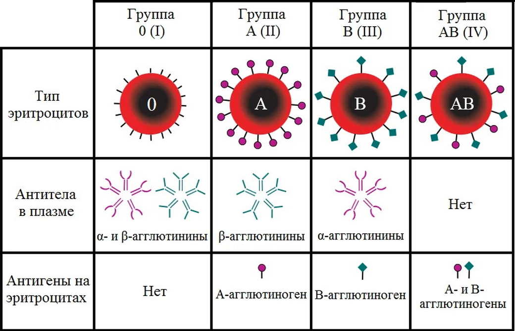 Открыта новая система групп крови: на это ушло 50 лет