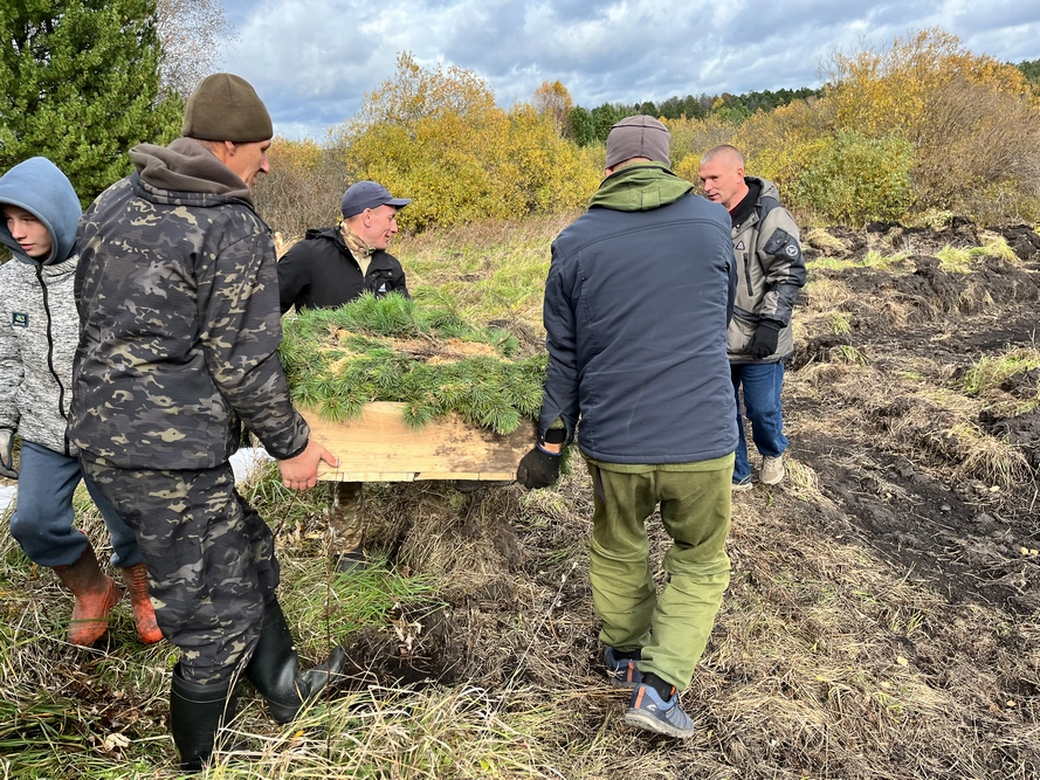 В Кузбассе сегодня высадили почти 5 тысяч сеянцев кедра