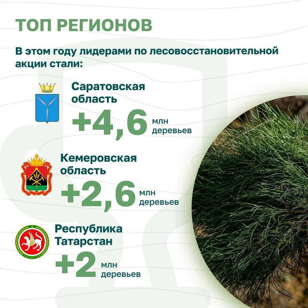 Кузбасс вошел в число лучших регионов России по количеству высаженных деревьев в рамках акции «Сохраним лес»