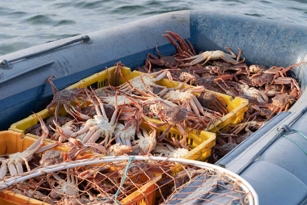 Поставки российского краба на рынок РФ в 2024 году выросли на 20%