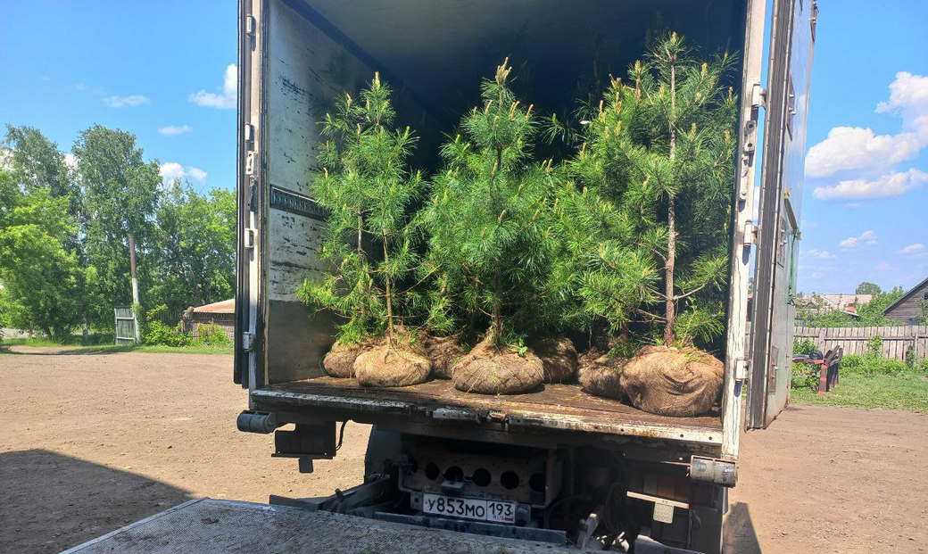 Кедры из Кузбасса отправили в Республику Беларусь