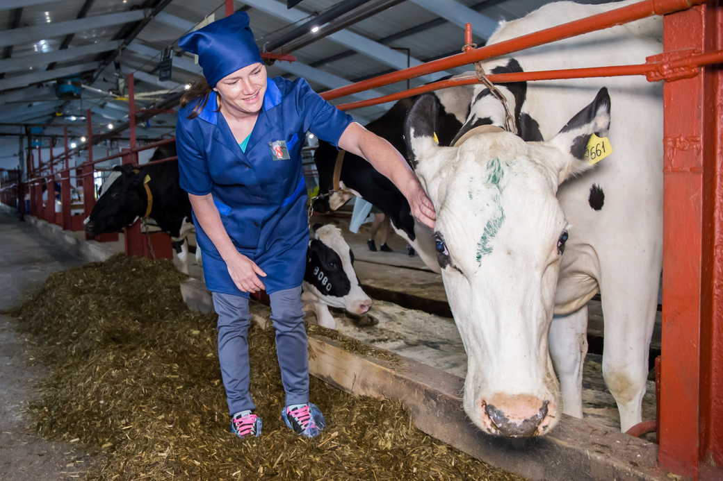 В КуZбассе выбрали лучшего оператора машинного доения коров