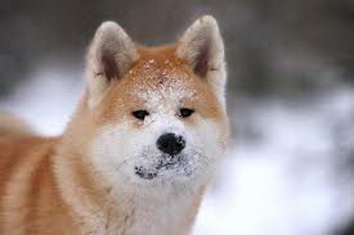 Японцы подарят Загитовой собаку породы акита-ину