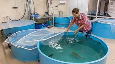 Иркутские учёные нашли способ ускорить селекцию байкальских рыб