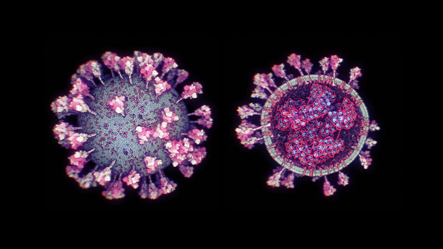 Создана самая точная 3D-модель коронавируса