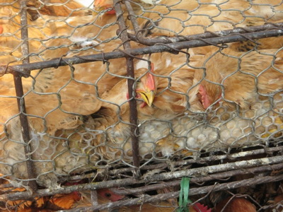 На костромской птицефабрике будут уничтожены 400 тысяч кур