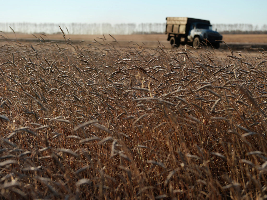 Пошлина на экспорт пшеницы из РФ составит не менее 35 евро за 1 тонну