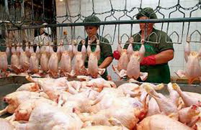 На 7,2% выросло производство мяса птицы в России